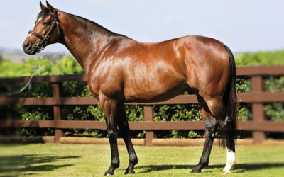L‑Carnitine: Turning Fat into Fuel for Horses