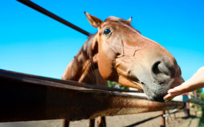 Best Practices for Feeding Horses