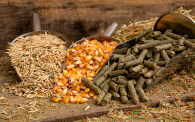 Micronization: Transforming Equine Feed into Functional Nutrition